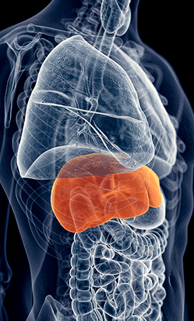 How Does HepatoBurn  Works?