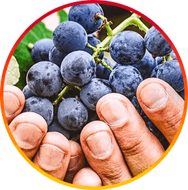 HepatoBurn Ingredient1