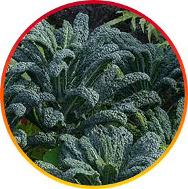 HepatoBurn Ingredient10