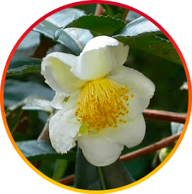 HepatoBurn Ingredient2