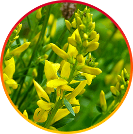 HepatoBurn Ingredient3