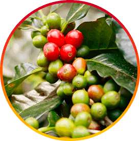 HepatoBurn Ingredient4