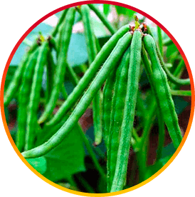 HepatoBurn Ingredient5