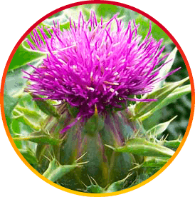 HepatoBurn Ingredient6